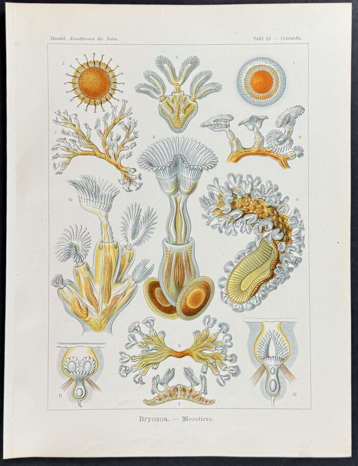 Moss Animal; Bryozoa