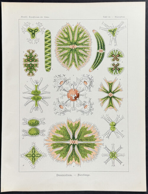 Green Algae; Desmidiea
