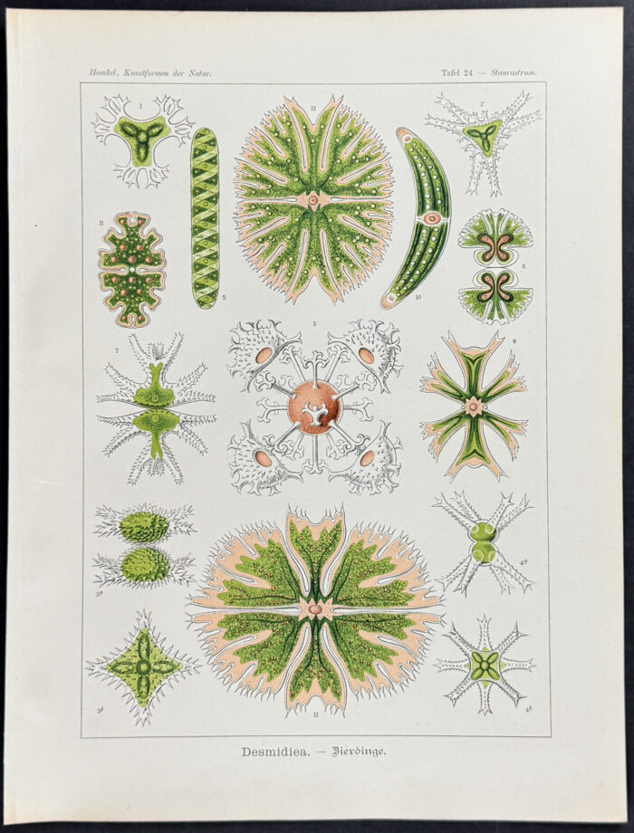 Green Algae; Desmidiea