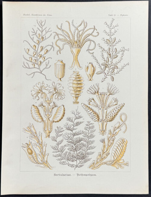Air Fern; Sertulariae