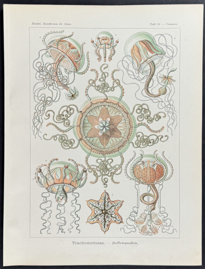 Jellyfish; Trachomedusae
