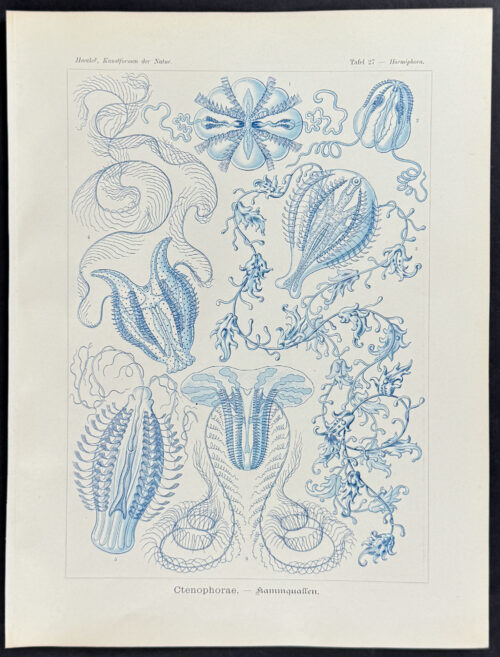 Comb Jellies; Ctenophorae