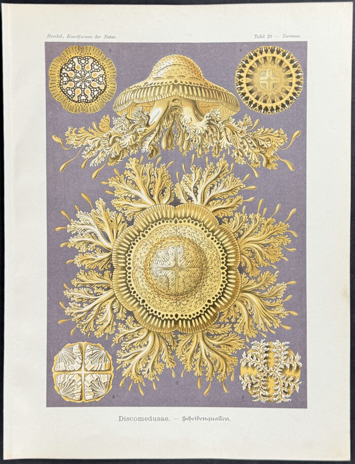 Jellyfish; Discomedusae