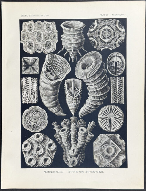 Rugosa, Extinct Coral; Tetracoralla