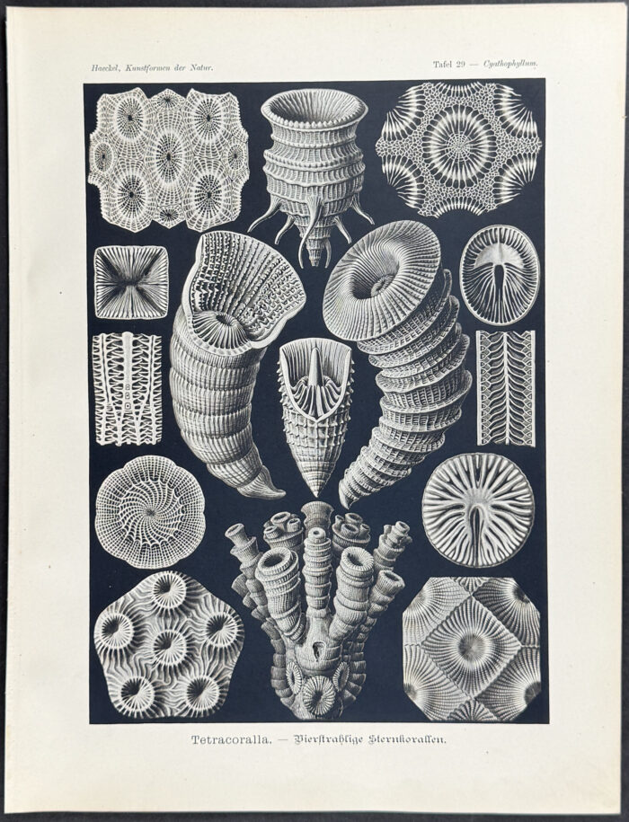 Rugosa, Extinct Coral; Tetracoralla