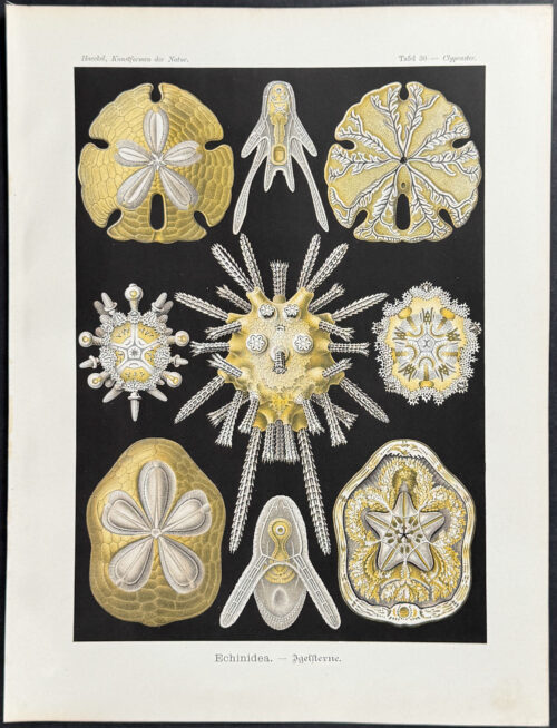 Sanddollar, Sea Urchin; Echinidea