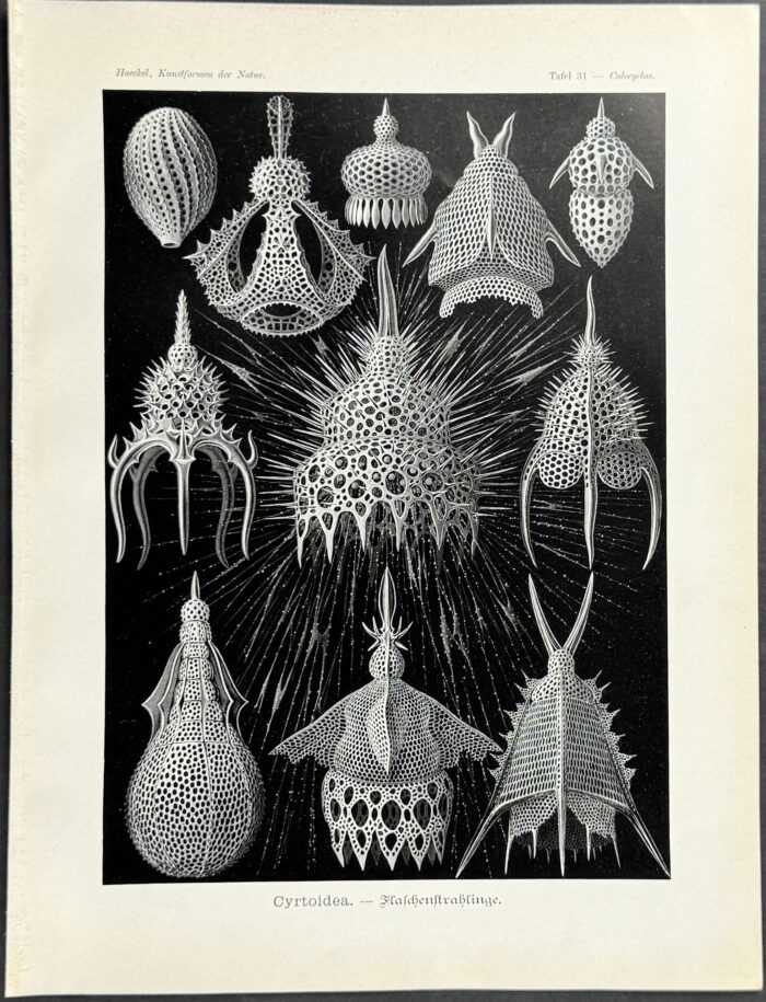 Radiolaria or Radiozoa; Cyrtoidea