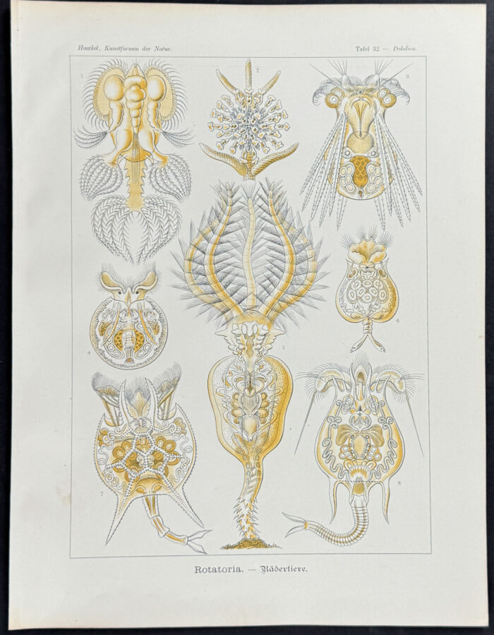Rotatoria