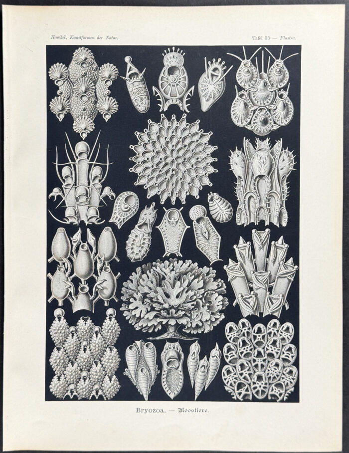 Moss Animal; Bryozoa