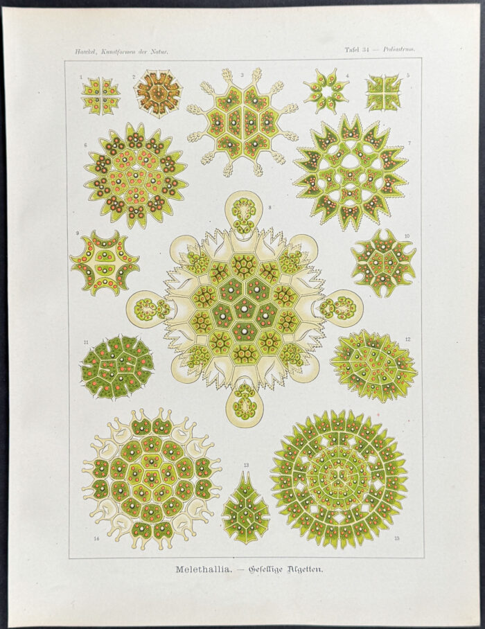 Algae; Melethallia