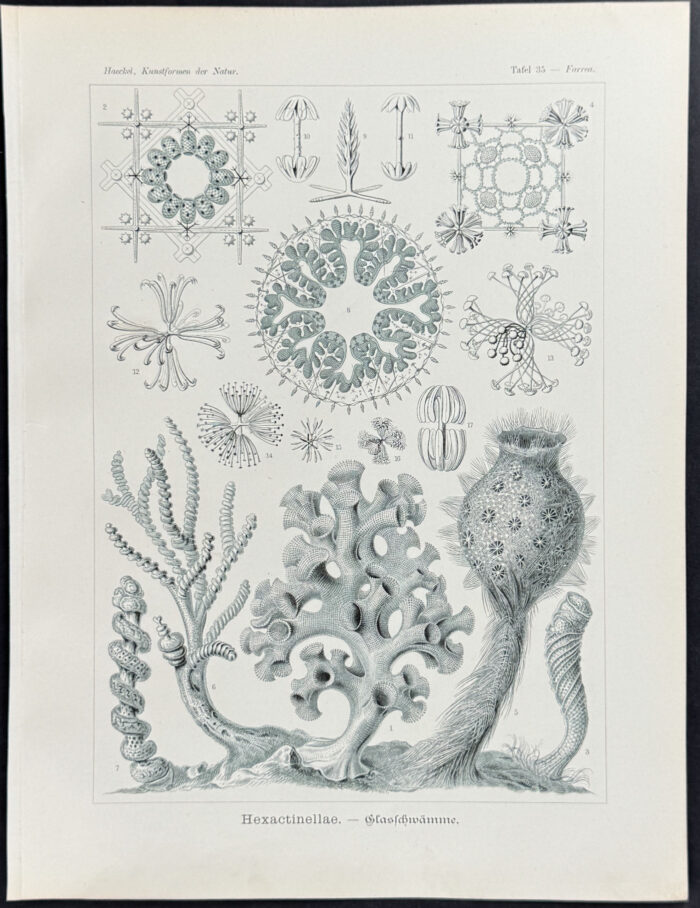 Sponge; Hexactinellae
