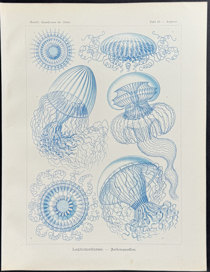 Jellyfish; Leptomedusae