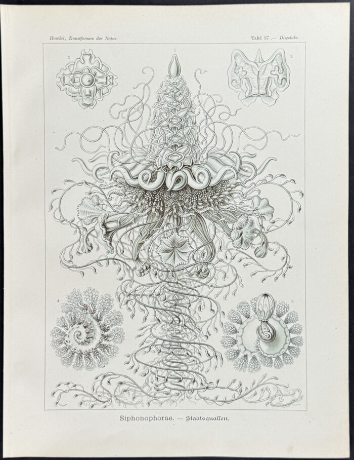 Hydrozoan; Siphonophorae
