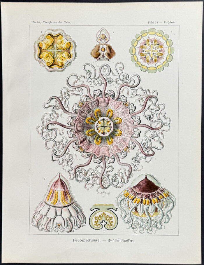 Jellyfish; Peromedusae