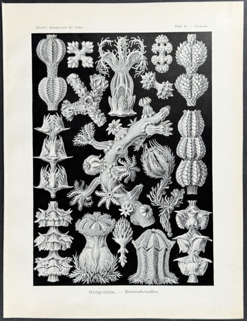 Corals; Gorgonida