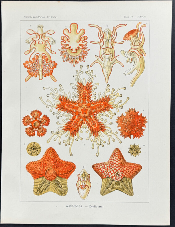 Sea Star; Asteridea