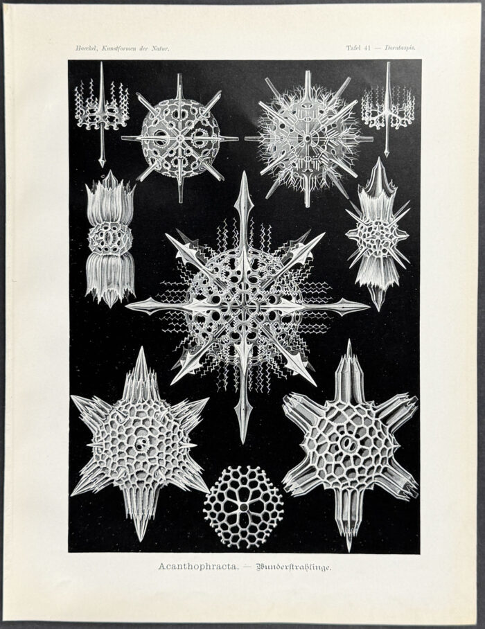 Protozoa; Acanthophracta