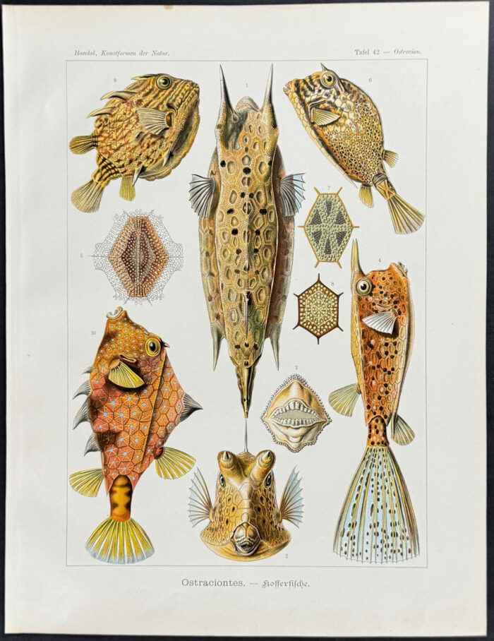 Boxfish; Ostraciontes