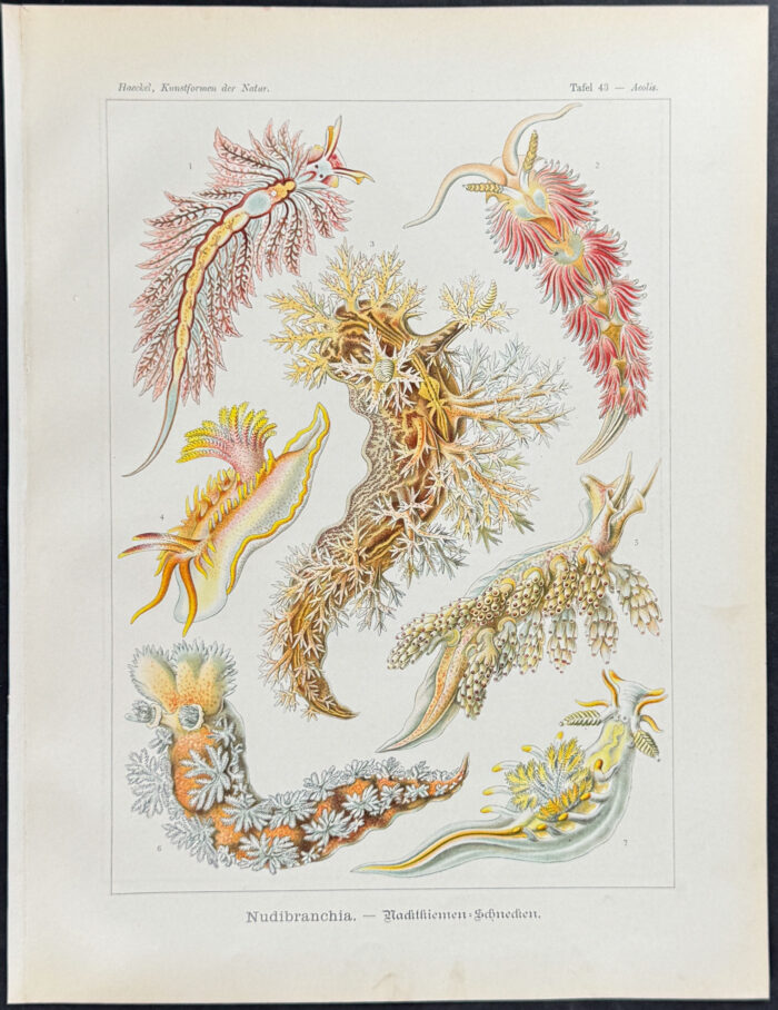 Mollusc; Nudibranchia