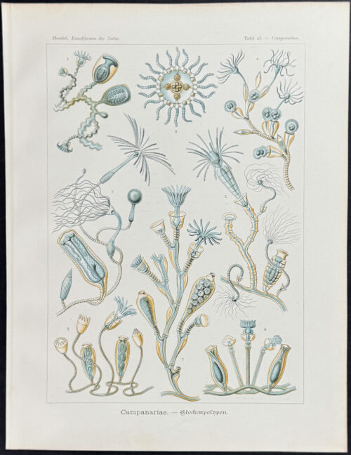 Aquatic Animals; Campanariae