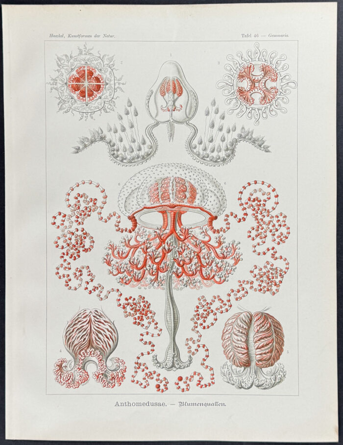 Athecate Hydroids; Anthomedusae
