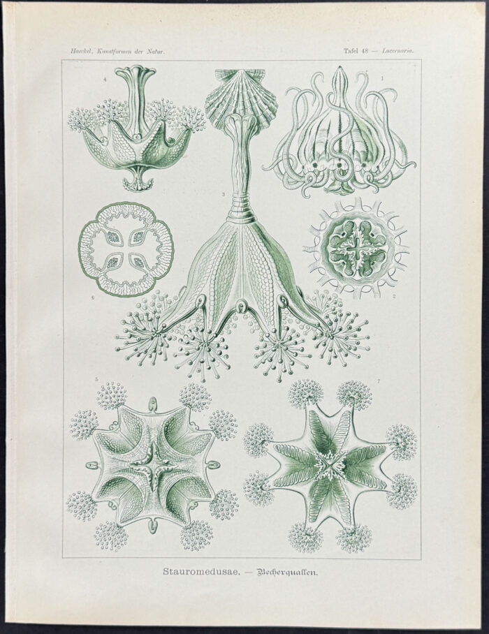 Stalked Jellyfish; Stauromedusae
