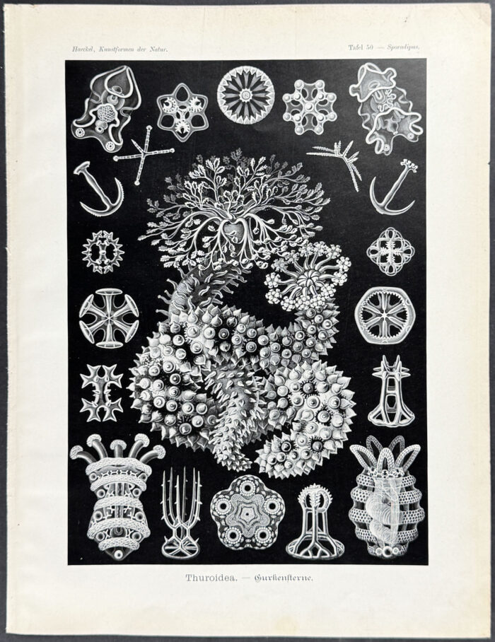 Sea Cucumber; Thuroidea