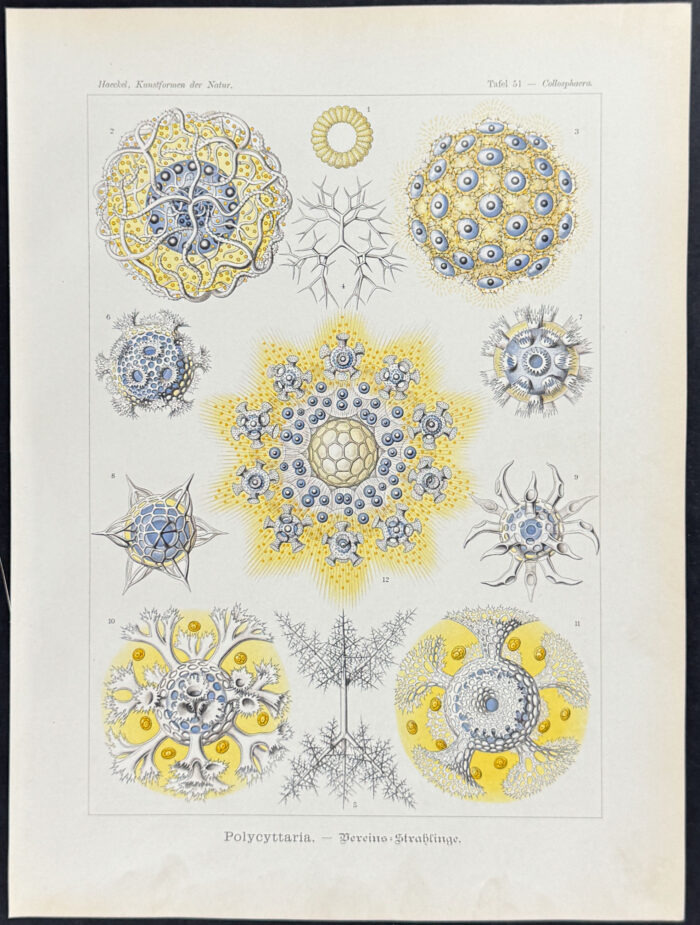 Radiolaria; Polycyttaria