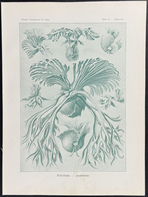 Ferns; Filicinae
