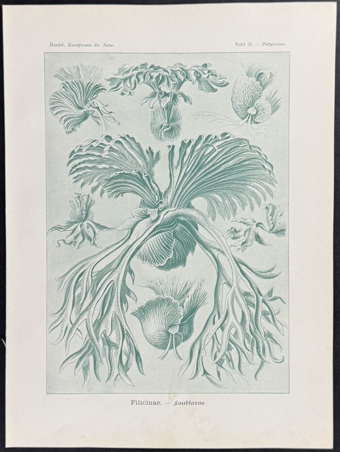 Ferns; Filicinae
