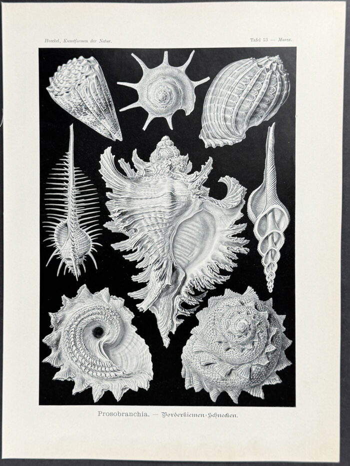 Ctenobranchia