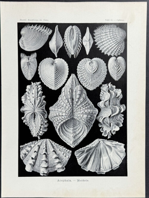 Clam Shells; Acephala