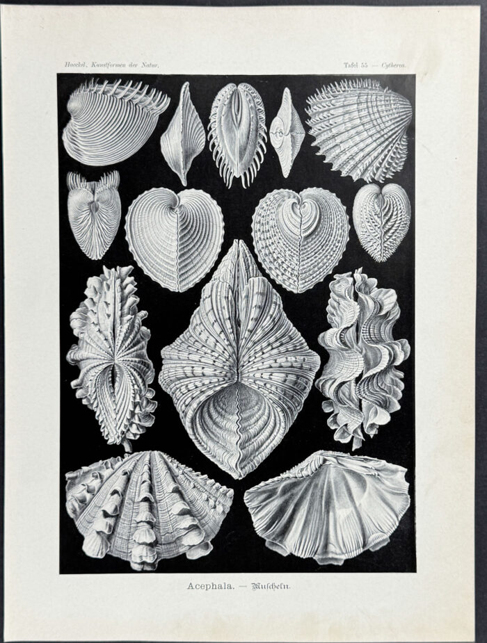 Clam Shells; Acephala