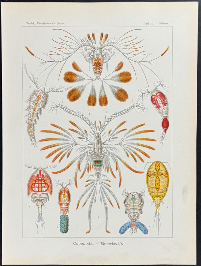 Crustacean; Copepoda