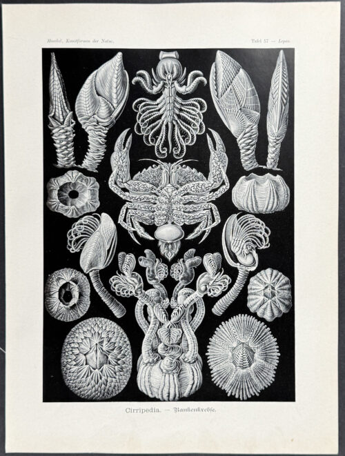Barnacle; Cirripedia