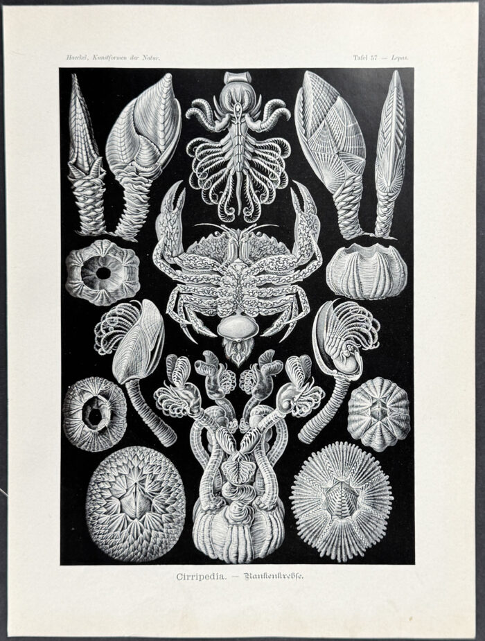 Barnacle; Cirripedia