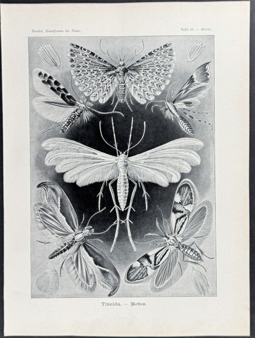 Locusts; Tineida