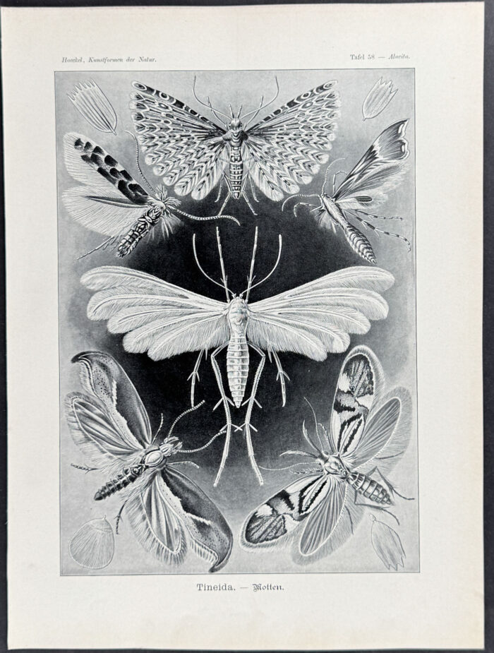 Locusts; Tineida