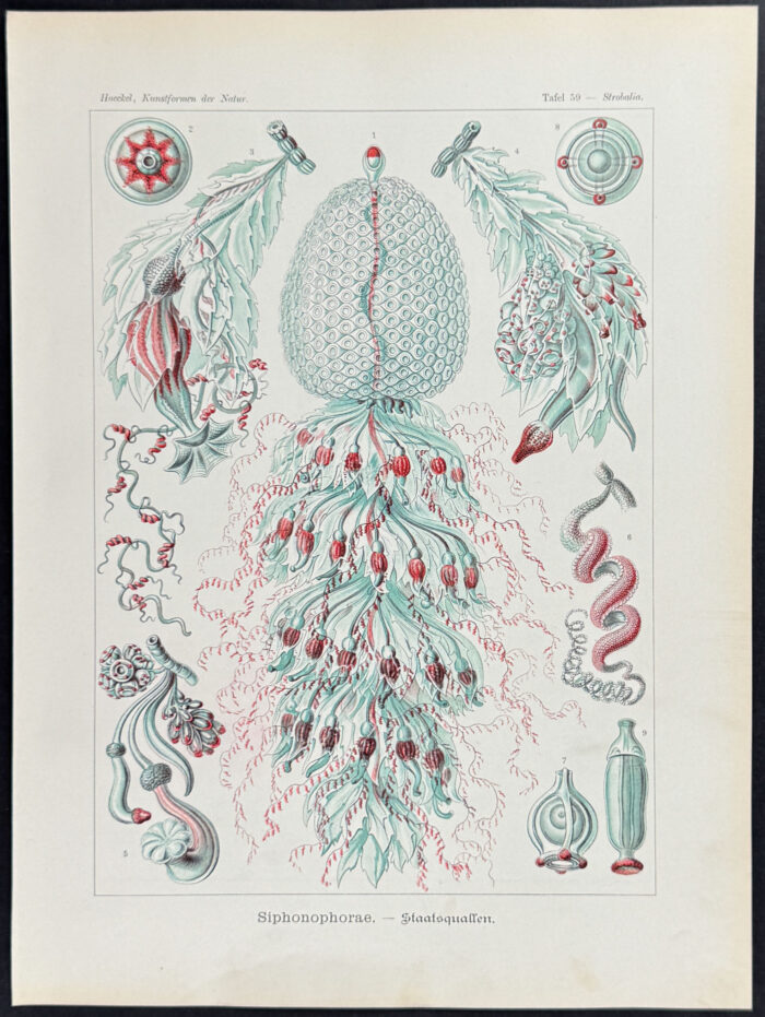 Hydrozoan; Siphonophorae