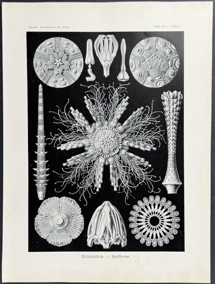 Sanddollar; Echinidea