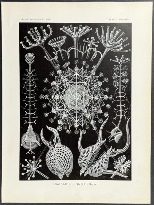 Cercozoa; Phaeodaria