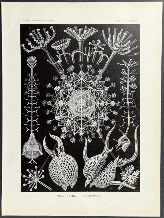 Cercozoa; Phaeodaria
