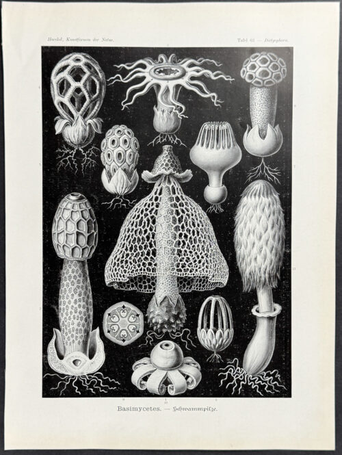 Stinkhorn Mushrooms; Basimycetes