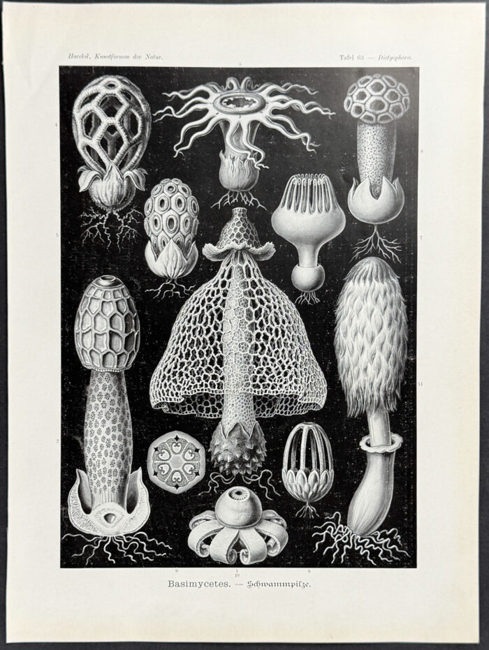 Stinkhorn Mushrooms; Basimycetes