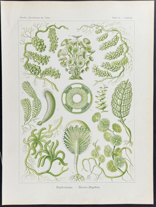 Algae; Siphoneae