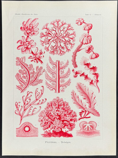 Algae; Florideae