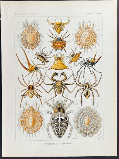 Spiders; Arachnida