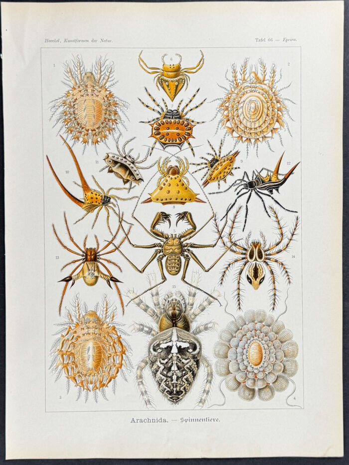 Spiders; Arachnida