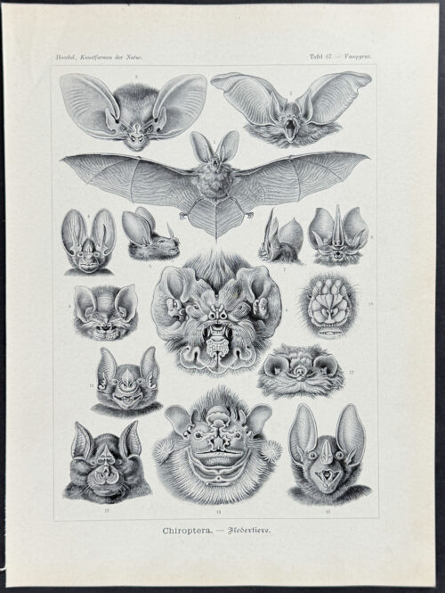 Bats; Chiroptera