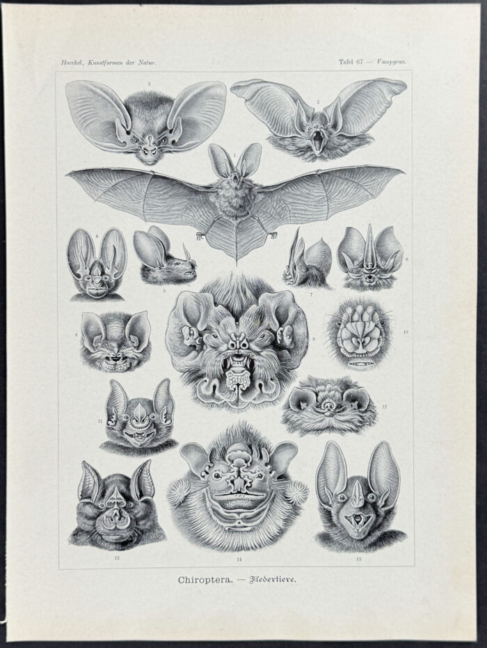 Bats; Chiroptera